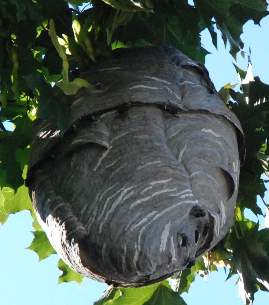 Bee Hive and Wasp Nest Removal Services